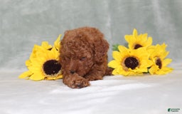 Miniature Poodle dogs for sale: Velcro - Image 5