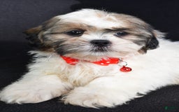 Shih Tzu dogs for sale: Turbo - Image 3