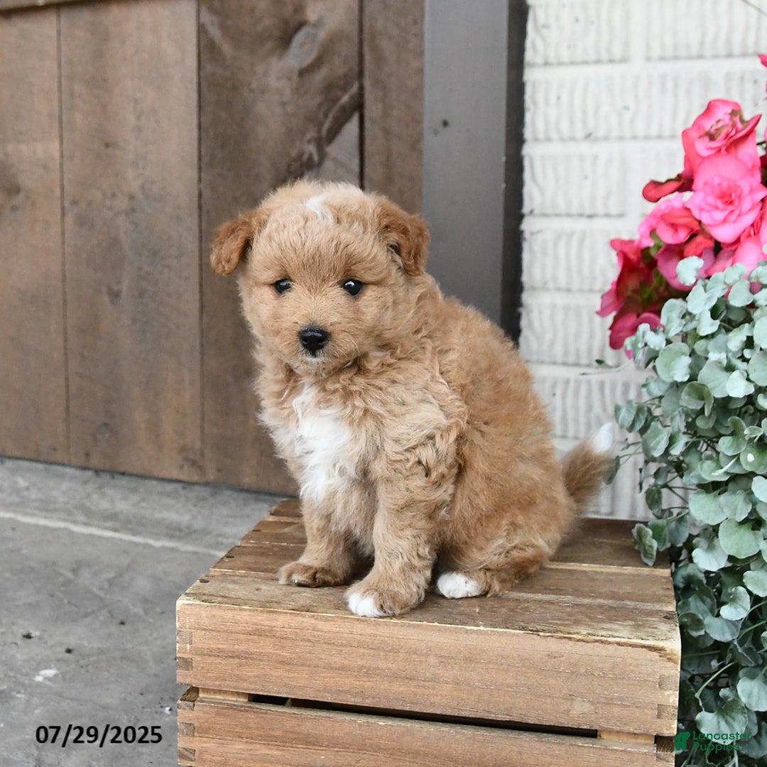 Pomapoo dogs for sale: Rosie - Image 1