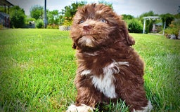 Havapoo dogs for sale: Classy - Image 11