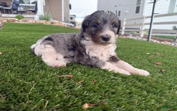 Bernedoodle dogs for sale: 4 - Image 7