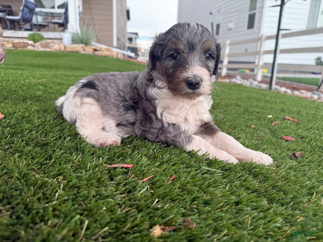 Bernedoodle dogs for sale: 4 - Image 7