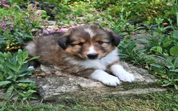 Shetland Sheepdog dogs for sale: Sparky - Image 1