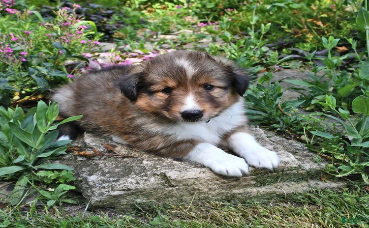 Shetland Sheepdog dogs for sale - Ad 2