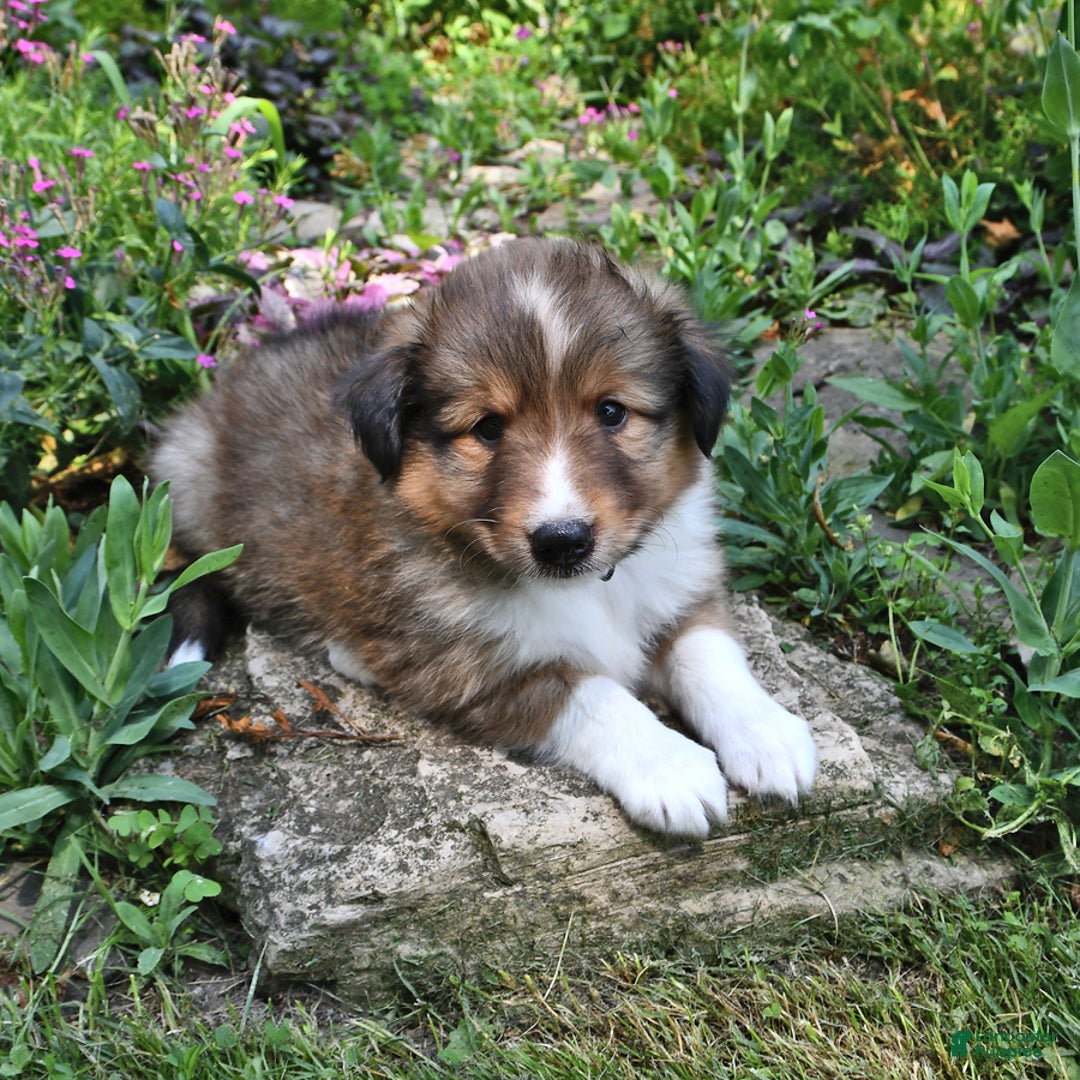 Shetland Sheepdog dogs for sale: Sparky - Image 1