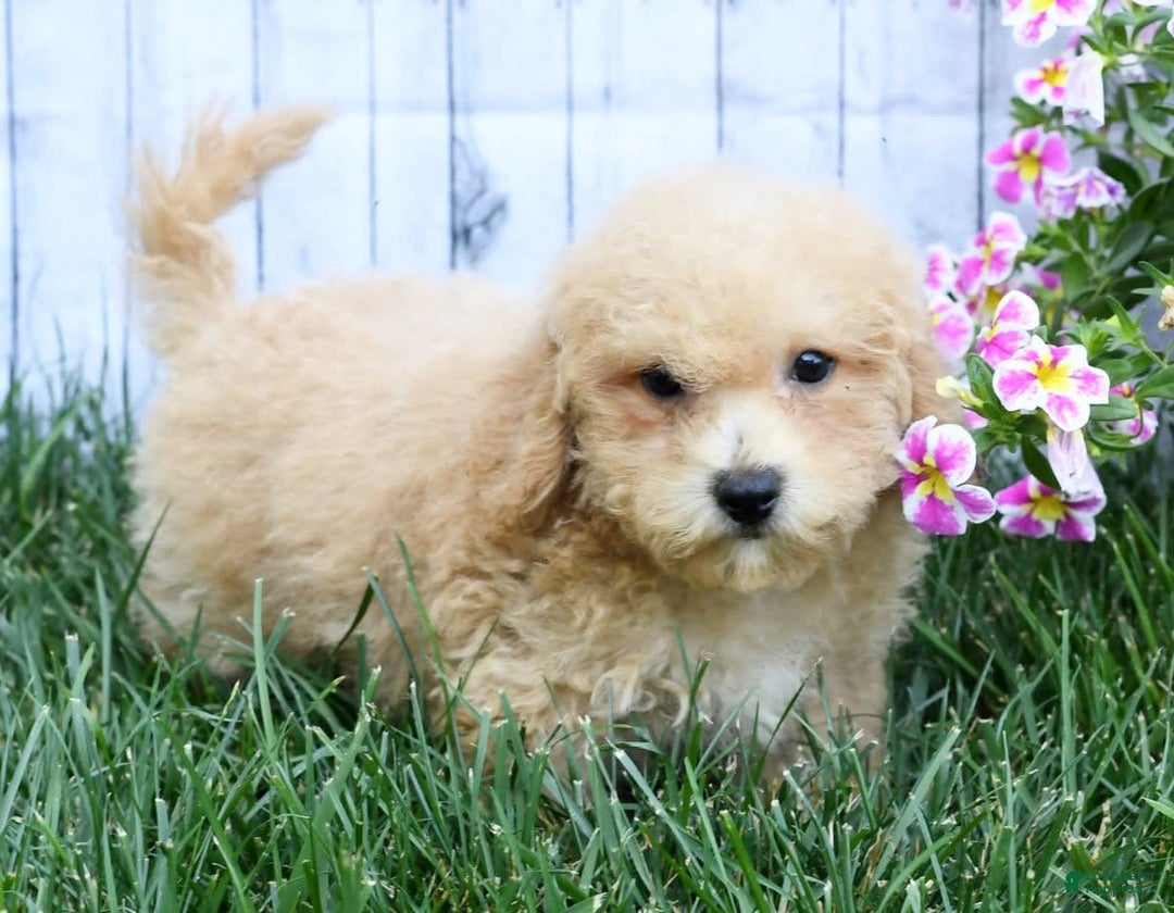 Bichpoo dogs for sale: Doogie - Image 4