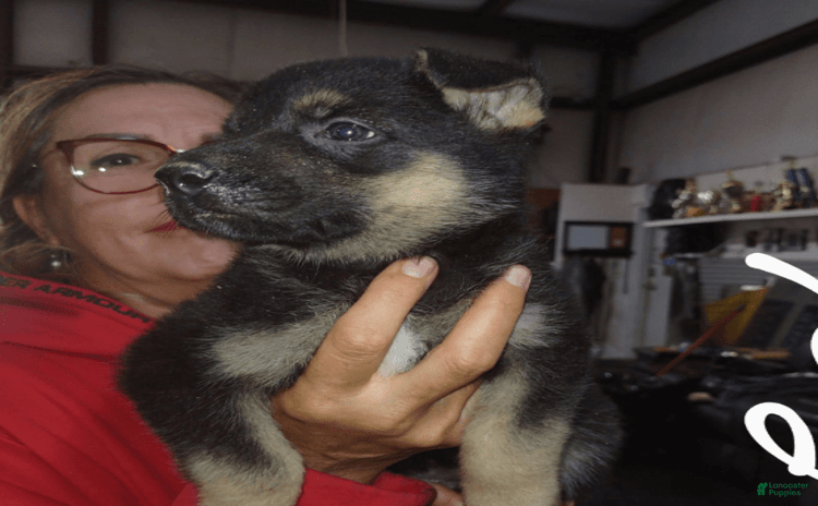 German Shepherd dogs for sale - Ad 2