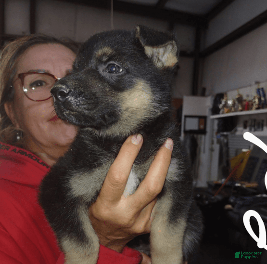 German Shepherd dogs for sale: Red Girl - Image 1