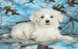 Maltese dogs for sale: Jasper - Image 7