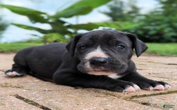 Great Dane dogs for sale: Chip - Image 4