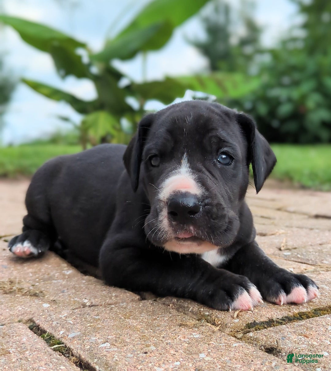 Great Dane dogs for sale: Chip - Image 4