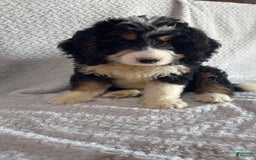 Mini Bernedoodle dogs for sale: Milo - Image 2