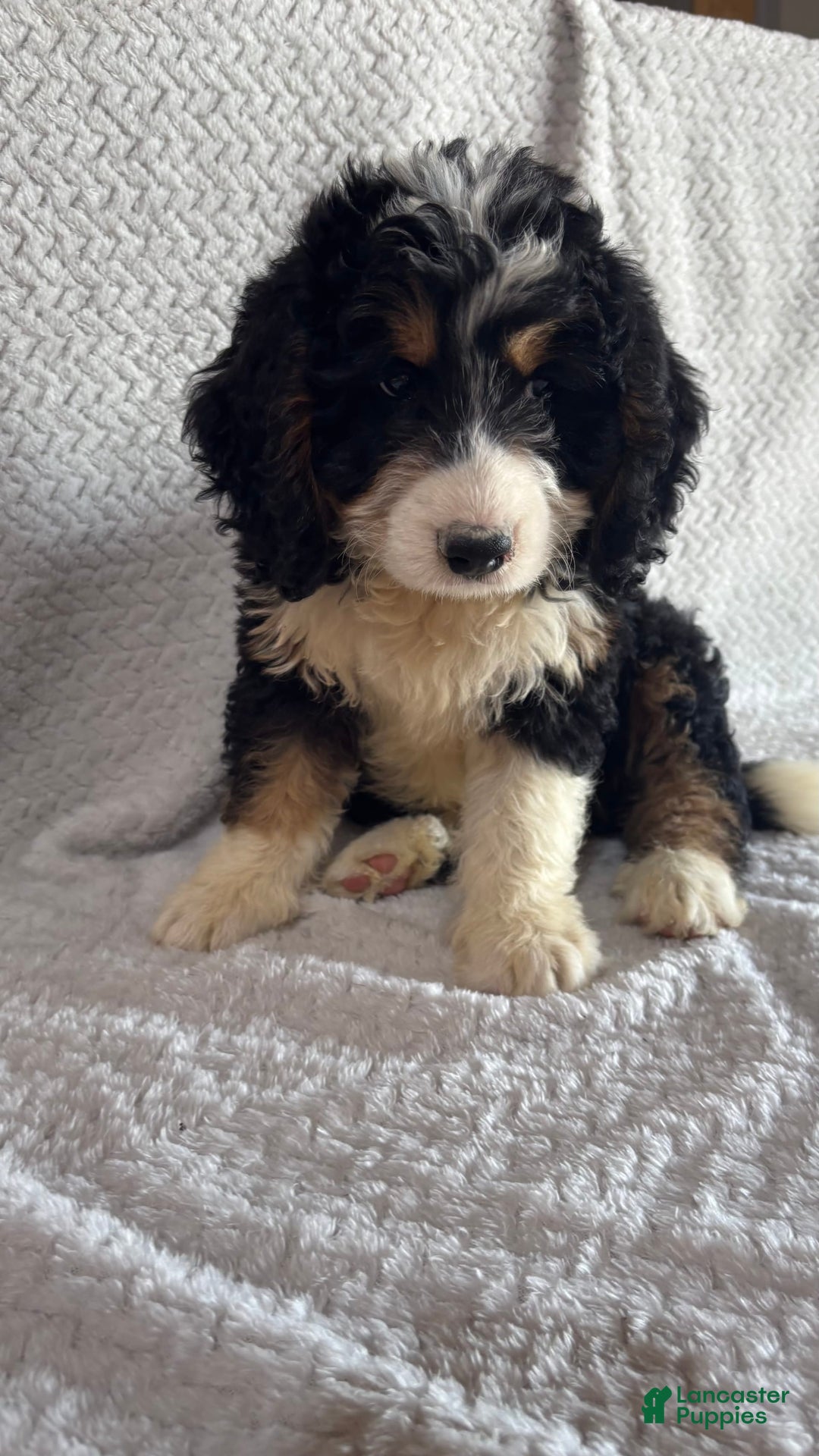 Mini Bernedoodle dogs for sale: Milo - Image 2