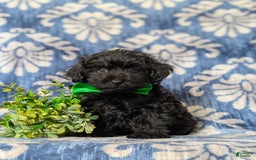 Yorkiepoo dogs for sale: Logen Toy Size - Image 1