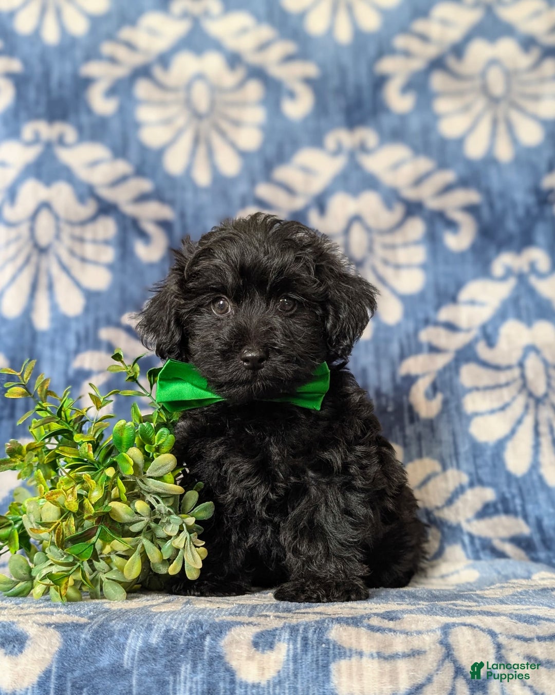 Yorkiepoo dogs for sale: Logen Toy Size - Image 1