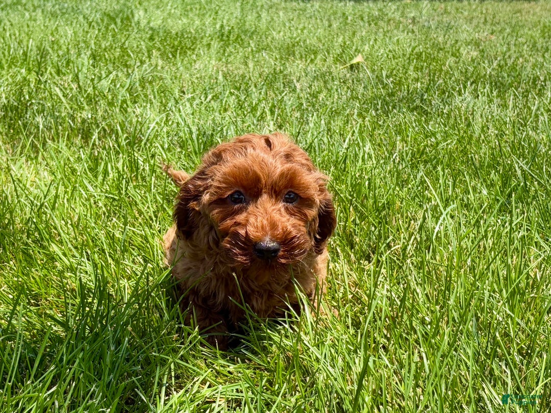Cockapoo dogs for sale: Raina - Image 2