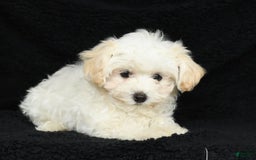 Maltipoo dogs for sale: Cody - Image 13