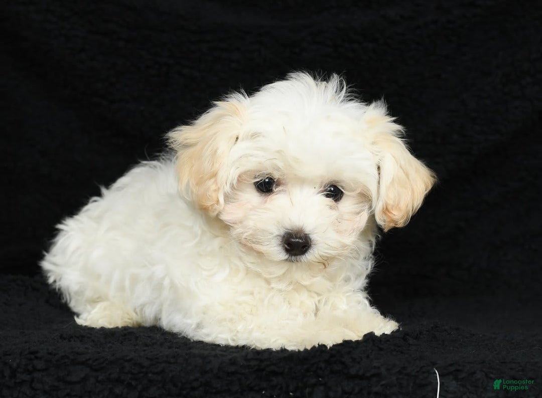 Maltipoo dogs for sale: Cody - Image 13