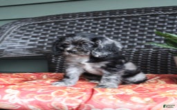 Cocker Spaniel dogs for sale: Oceon - Image 11