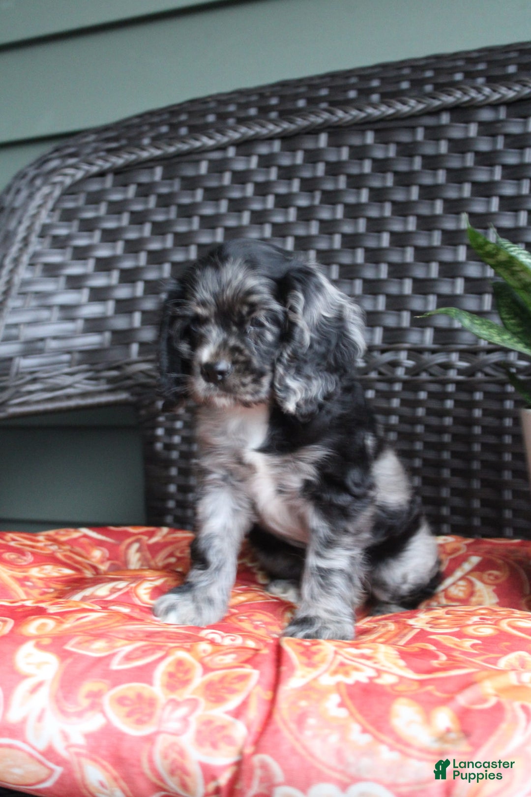 Cocker Spaniel dogs for sale: Oceon - Image 11