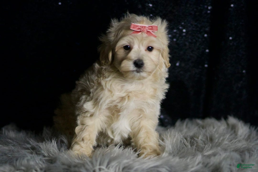 Maltipoo dogs for sale: Maltipoo 5 puppies - Image 4