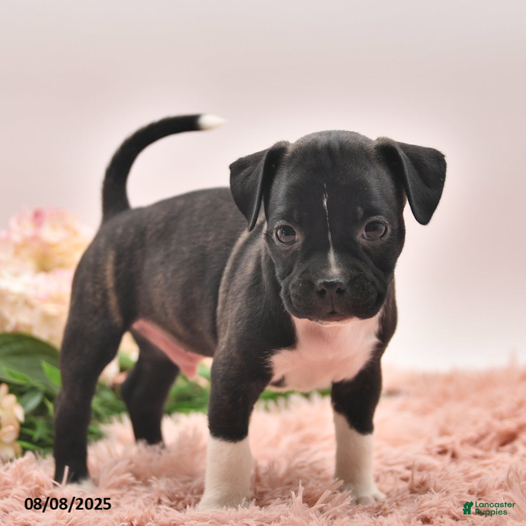 Boston Terrier dogs for sale: Shannon - Image 2