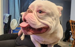 American Bully dogs for sale: Tyrion - Image 3