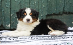 Australian Shepherd dogs for sale: Boston - Image 5