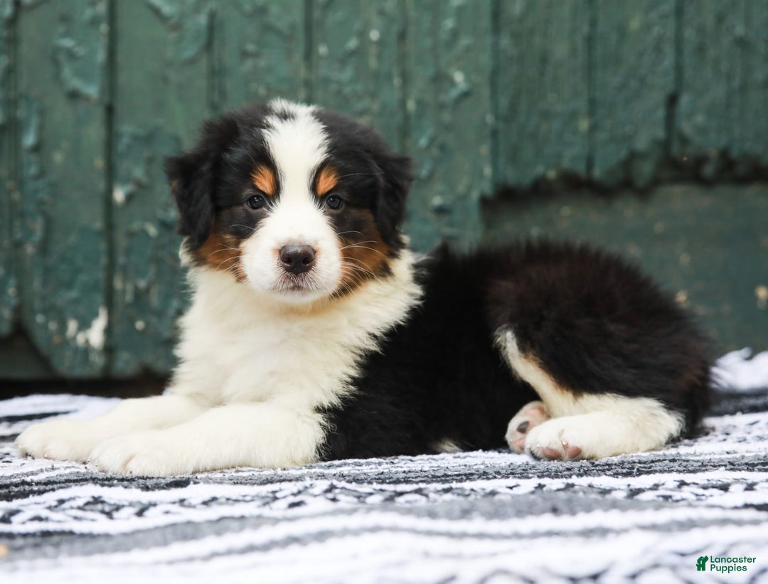 Australian Shepherd dogs for sale: Boston - Image 5