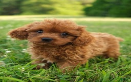 Cavapoo dogs for sale: Marty - Image 3