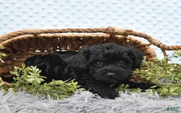 Havapoo dogs for sale: Bailey - Image 10