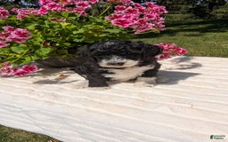 Mini Bernedoodle dogs for sale: Sienna - Image 14
