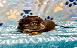 Chihuahua dogs for sale: Theodore Chocolate Lc - Image 15