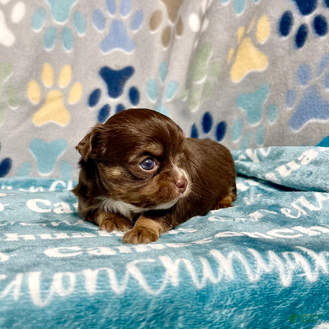 Chihuahua dogs for sale: Theodore Chocolate Lc - Image 15