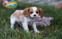 Cavalier King Charles Spaniel dogs for sale: Cody - Image 2