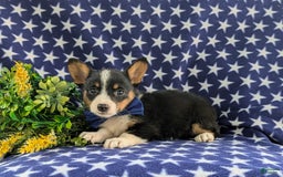 Welsh Corgi Pembroke dogs for sale: Kendall - Image 4