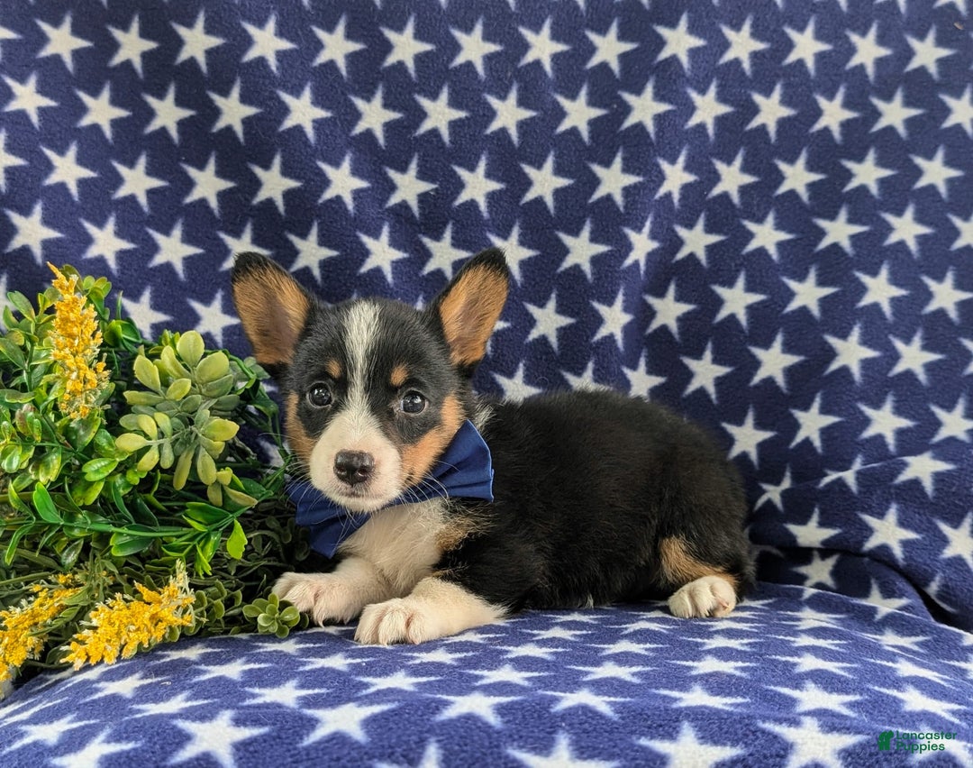 Welsh Corgi Pembroke dogs for sale: Kendall - Image 4