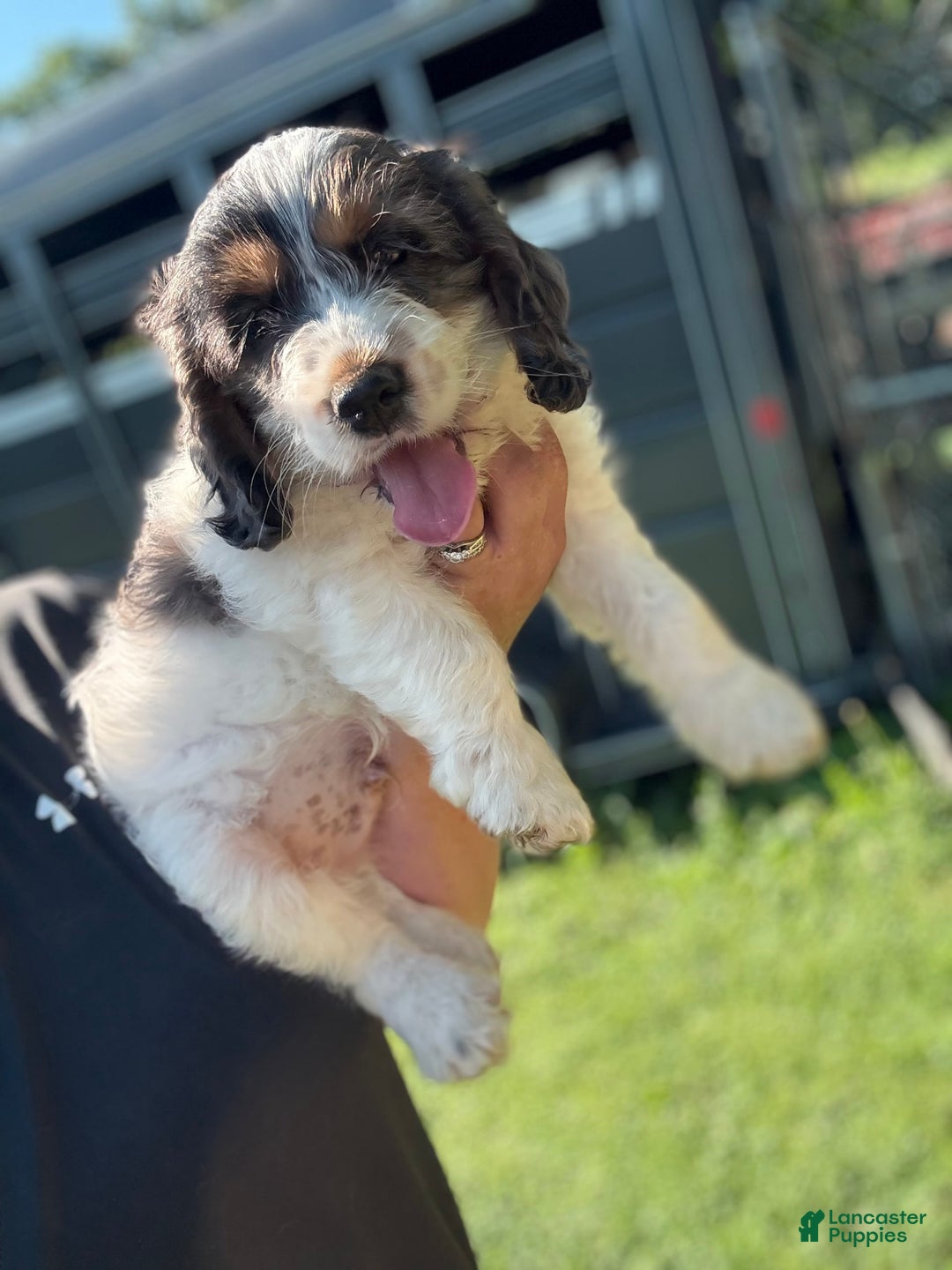 Cockapoo dogs for sale: Cockapoo 3 puppies - Image 4