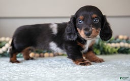Miniature Dachshund dogs for sale: Allie - Image 2