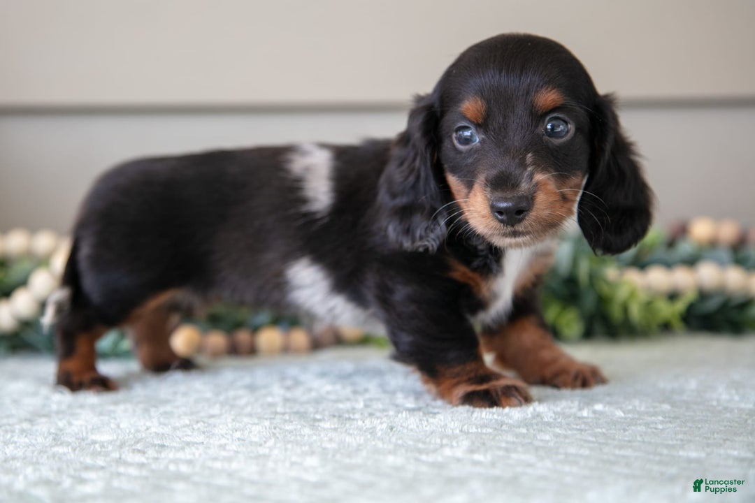Miniature Dachshund dogs for sale: Allie - Image 2