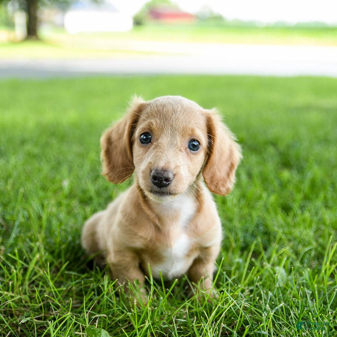 Miniature Dachshund dogs for sale: Firecracker - Image 9