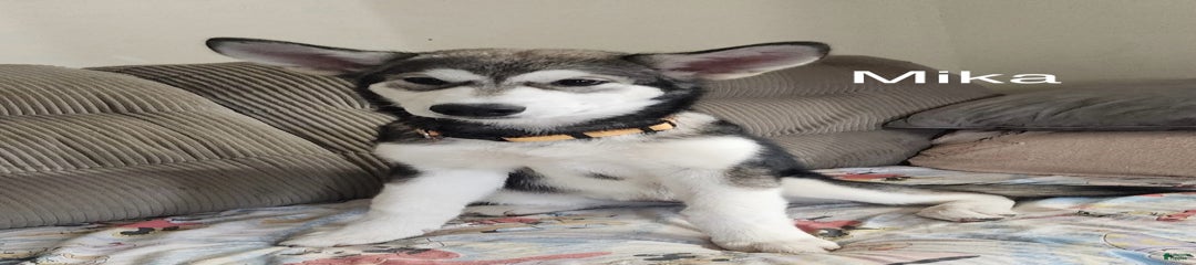 Mika