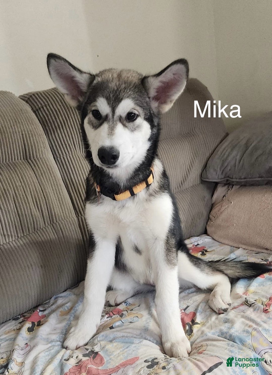 Alaskan Malamute dogs for sale: Mika - Image 1