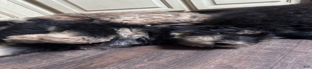 F1b Standard Bernedoodle