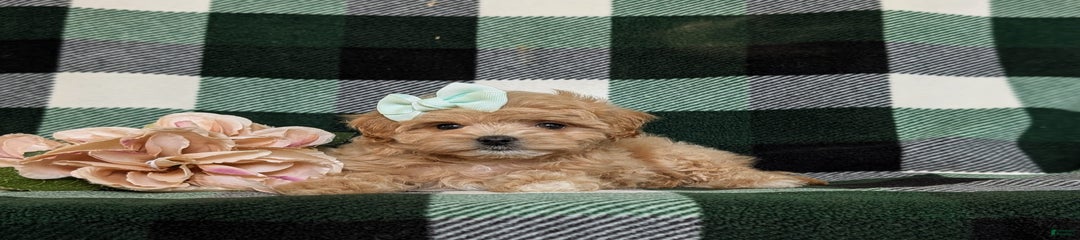 Daisy Toy Size