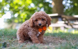 Miniature Poodle dogs for sale: Charlie - Image 5