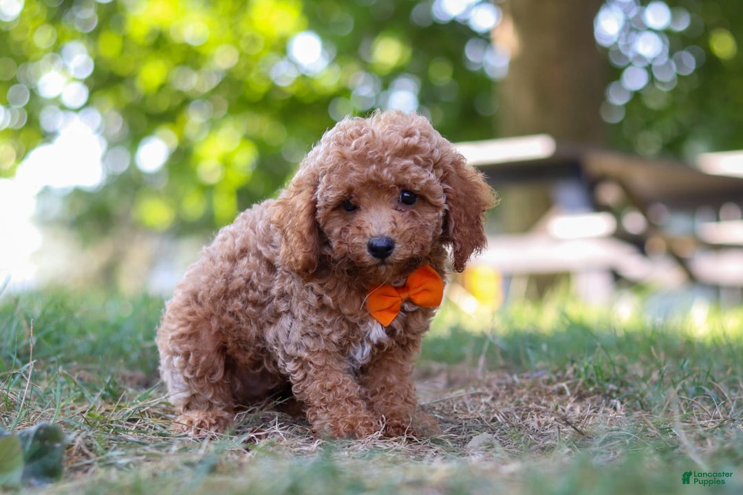 Miniature Poodle dogs for sale: Charlie - Image 5