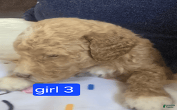 Goldendoodle dogs for sale: Lulu - Image 3