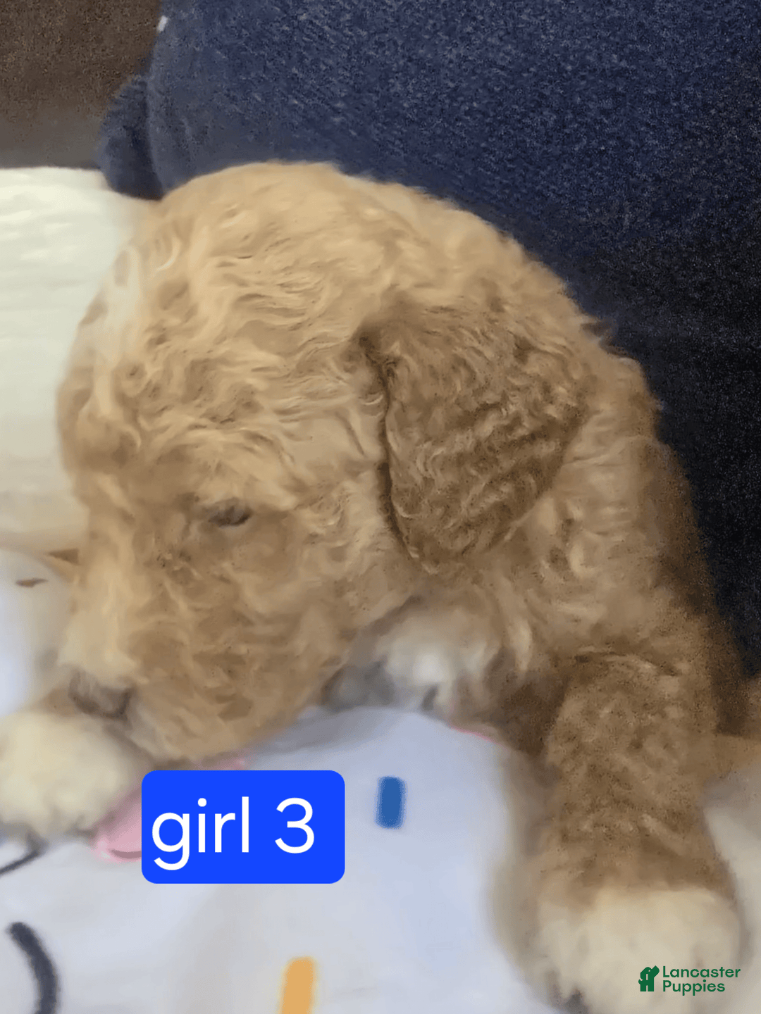 Goldendoodle dogs for sale: Lulu - Image 3