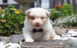 Australian Shepherd dogs for sale: Zachary - Image 3